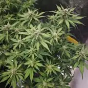 GC,SG and SS Autos 9Plants