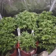 GC,SG and SS Autos 9Plants