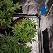 Fastbuds G2S3 Apple strudel
