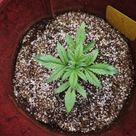 GC,SG and SS Autos 9Plants