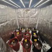 GC,SG and SS Autos 9Plants