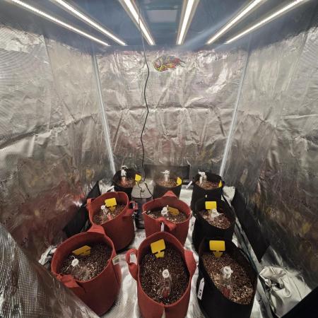 GC,SG and SS Autos 9Plants