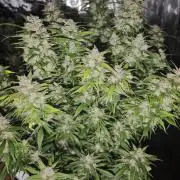 SG and SS Autos 6 Plants