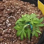 Fastbuds G2S3 Apple strudel