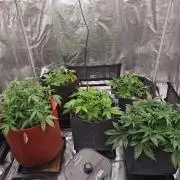 Four of a Kind