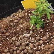 Fastbuds G2S3 Apple strudel