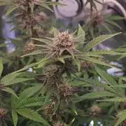 Fastbuds G2S1 Frostbanger