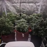 SG and SS Autos 6 Plants