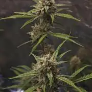 Fastbuds G2S3 Apple strudel