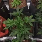 Four of a Kind