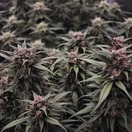 SG and SS Autos 6 Plants
