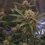 Fastbuds G2S1 Frostbanger