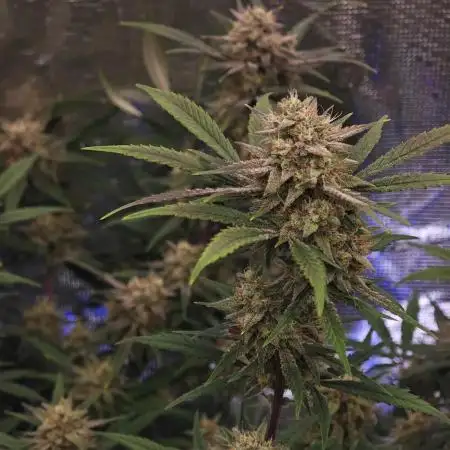 Fastbuds G2S1 Frostbanger