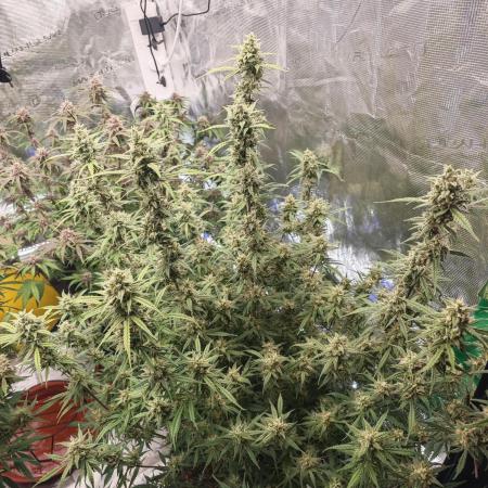 Fastbuds G2S3 Apple strudel