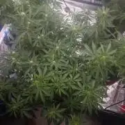 Fastbuds G2S1 Frostbanger