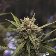 Fastbuds G2S3 Apple strudel