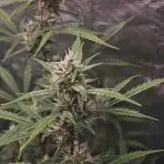 Fastbuds G2S3 Apple strudel