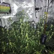 Fastbuds G2S3 Apple strudel