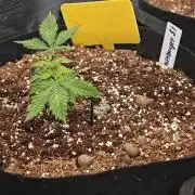 Fastbuds G2S1 Frostbanger
