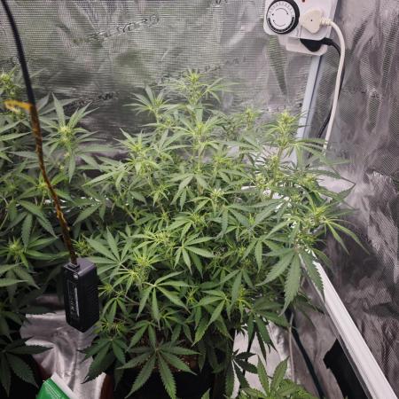 Fastbuds G2S3 Apple strudel