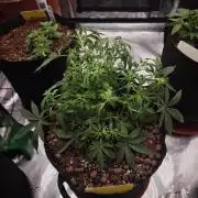 Fastbuds G2S3 Apple strudel