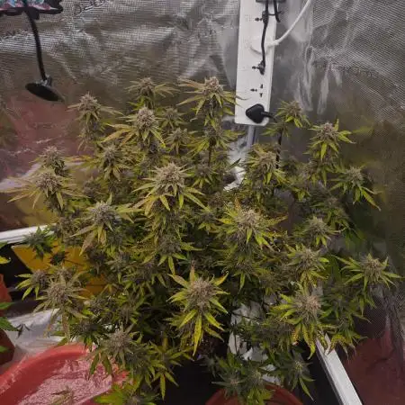Fastbuds G2S1 Frostbanger