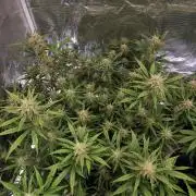 Fastbuds G2S1 Frostbanger