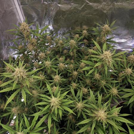 Fastbuds G2S1 Frostbanger