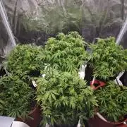 GC,SG and SS Autos 9Plants