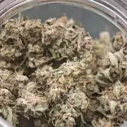 SG and SS Autos 6 Plants