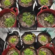 GC,SG and SS Autos 9Plants