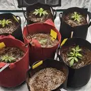 GC,SG and SS Autos 9Plants