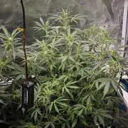 Fastbuds G2S3 Apple strudel