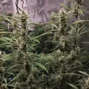 Fastbuds G2S3 Apple strudel