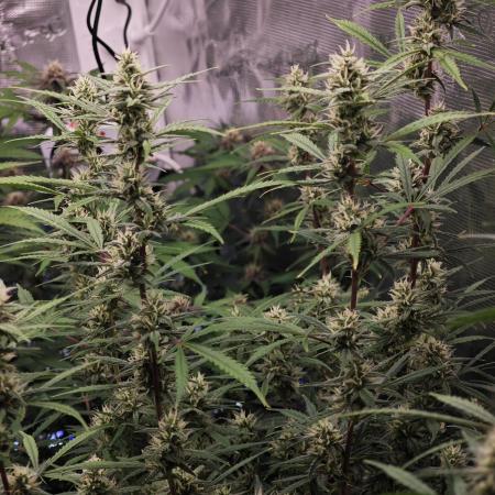 Fastbuds G2S3 Apple strudel