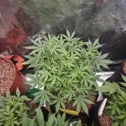 Fastbuds G2S1 Frostbanger