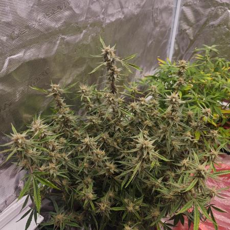 Fastbuds G2S3 Apple strudel