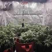 GC,SG and SS Autos 9Plants