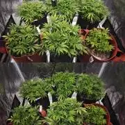GC,SG and SS Autos 9Plants