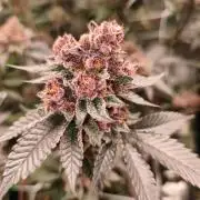 Thin Mintz x Jealousy