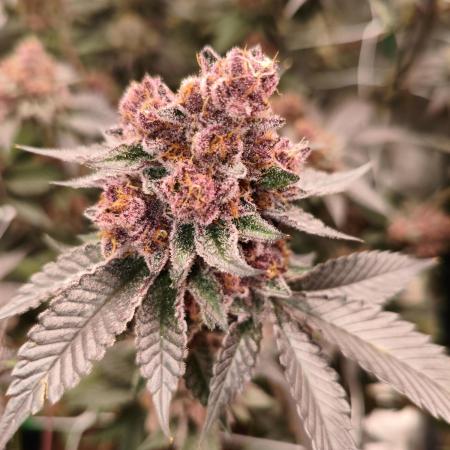 Thin Mintz x Jealousy