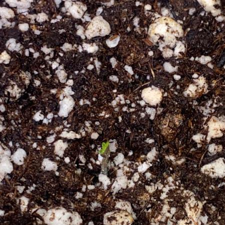 Meu primeiro Diário