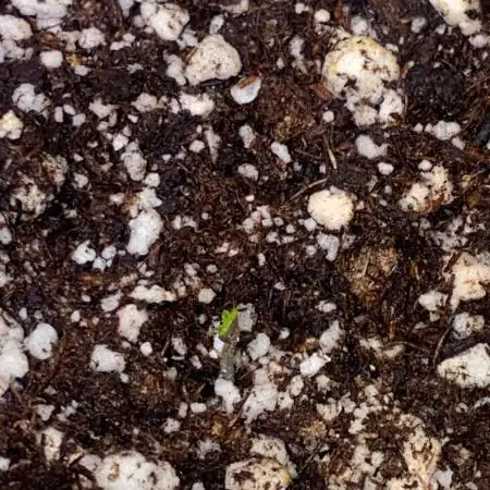 Meu primeiro Diário