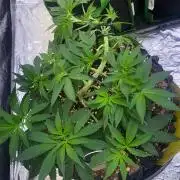 Meu primeiro Diário