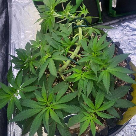 Meu primeiro Diário