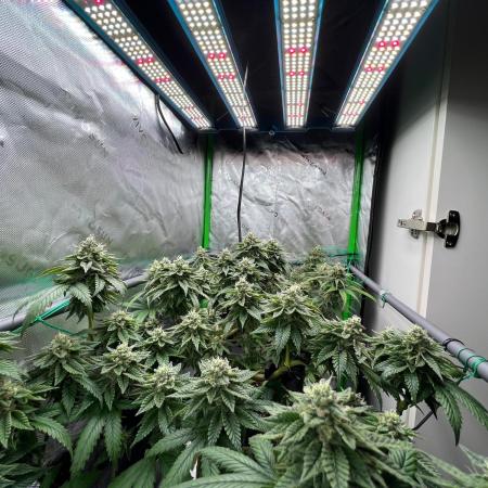 Apple Fritter & Strawberry Cough