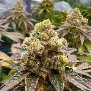 Amaretto Tarmac & Georgia Pie 2025