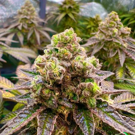 Amaretto Tarmac & Georgia Pie 2025