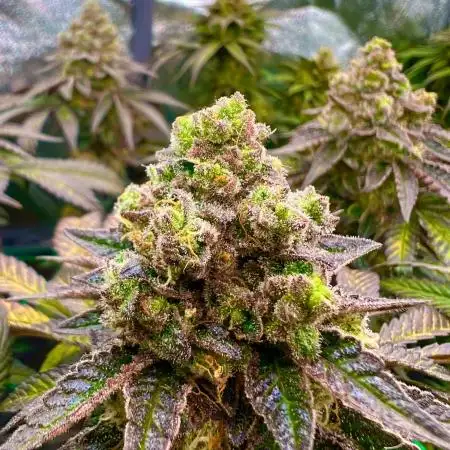 Amaretto Tarmac & Georgia Pie 2025