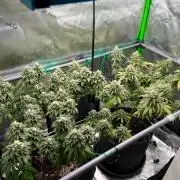 Apple Fritter & Strawberry Cough